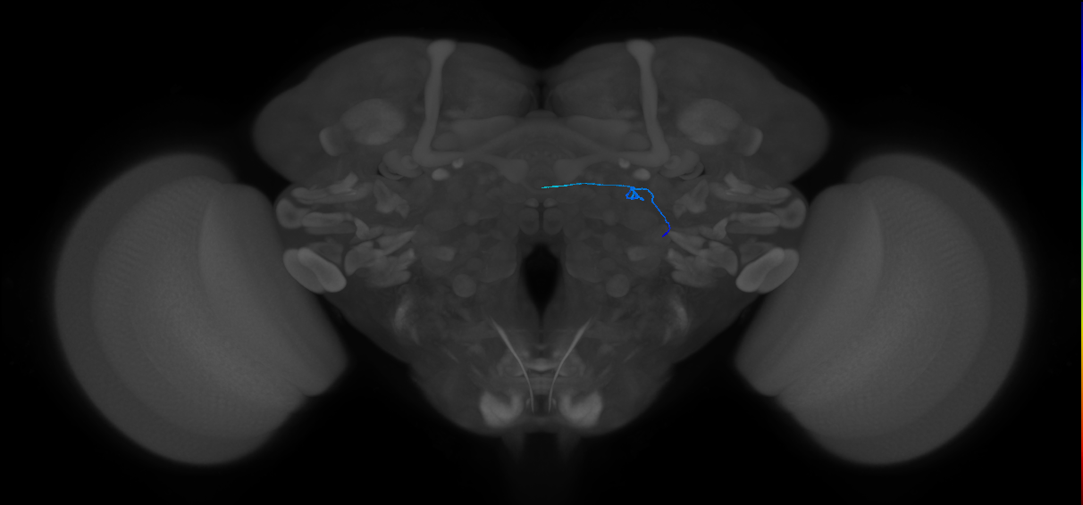 ORN_DL1_R (FlyEM-HB:1669919865)
