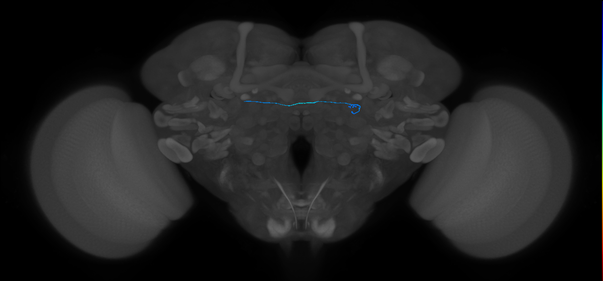 ORN_DL1_L (FlyEM-HB:1637231631)