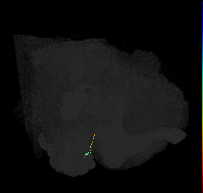 ORN_DL1_L (FlyEM-HB:1700294219)