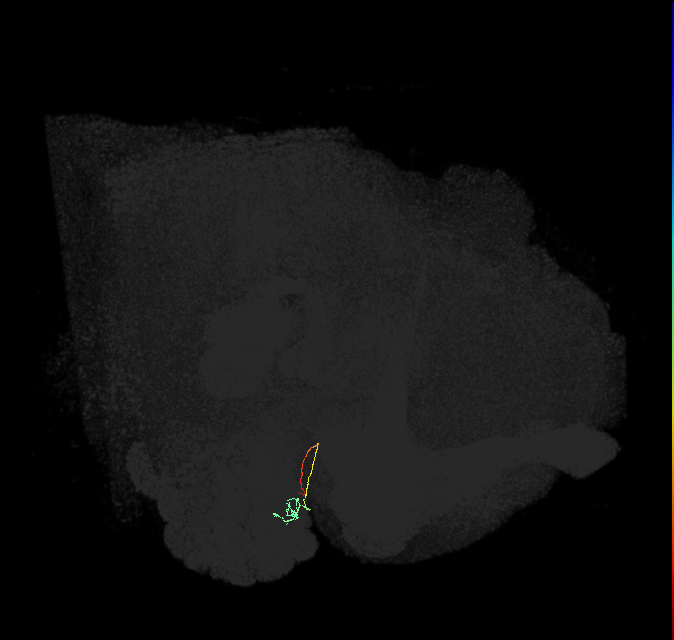 ORN_DL1_L (FlyEM-HB:1639230478)
