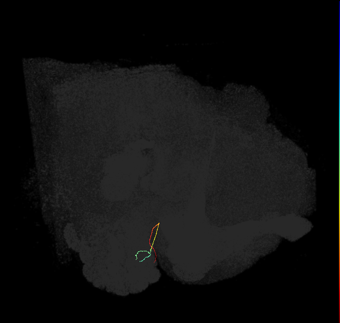 ORN_DL1 (FlyEM-HB:1700613707)