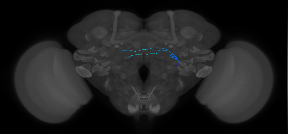 ORN_DL2d_R (FlyEM-HB:1731631051)