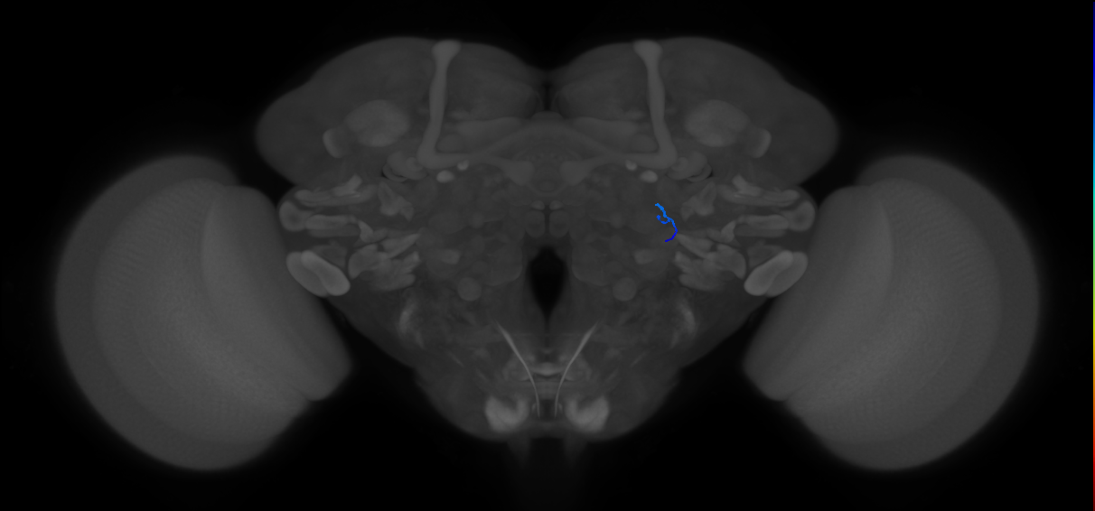 ORN_DL2d_R (FlyEM-HB:1794374434)