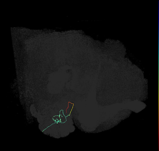 ORN_DL2v_R (FlyEM-HB:1794711172)