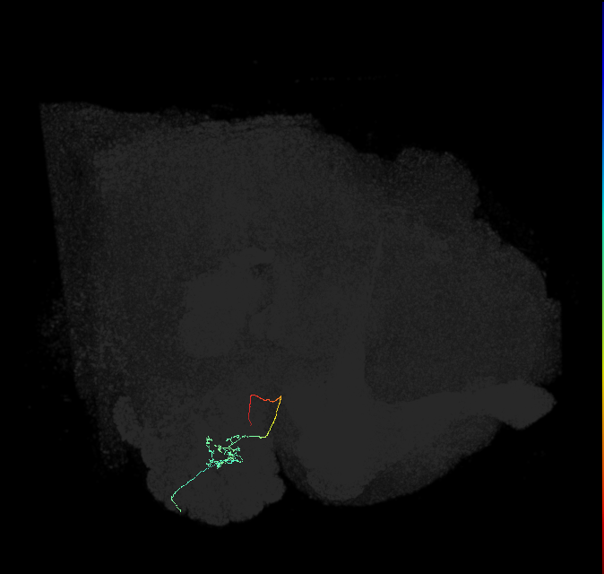 ORN_DL2v_R (FlyEM-HB:5901204684)