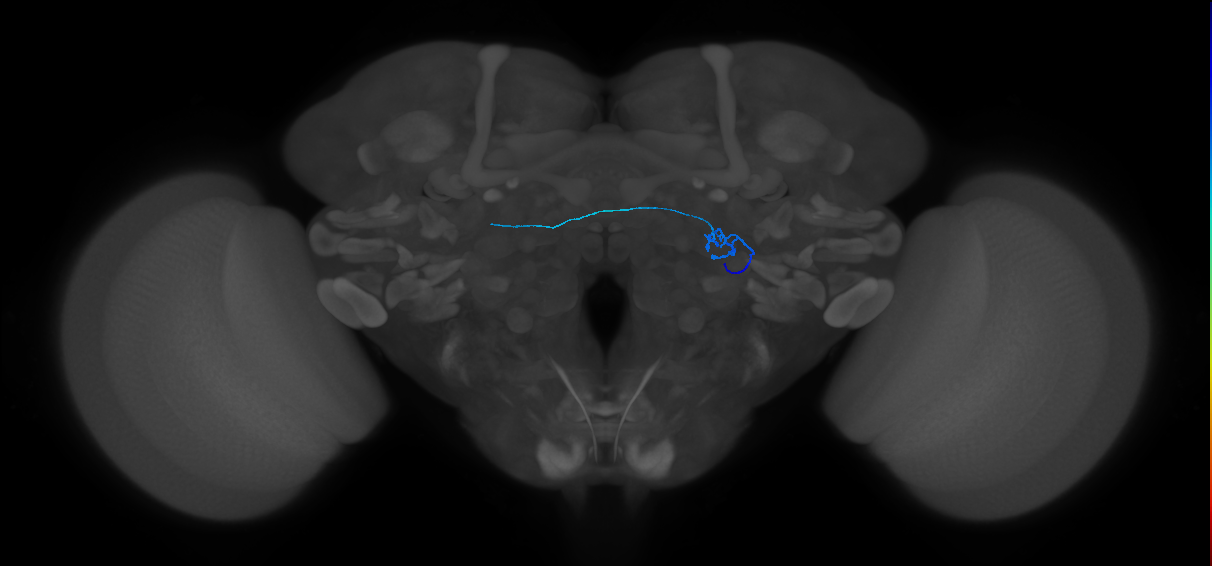 ORN_DL2v_R (FlyEM-HB:5901204684)