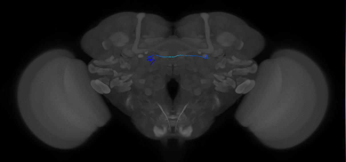 ORN_DL3_L (FlyEM-HB:1640922302)