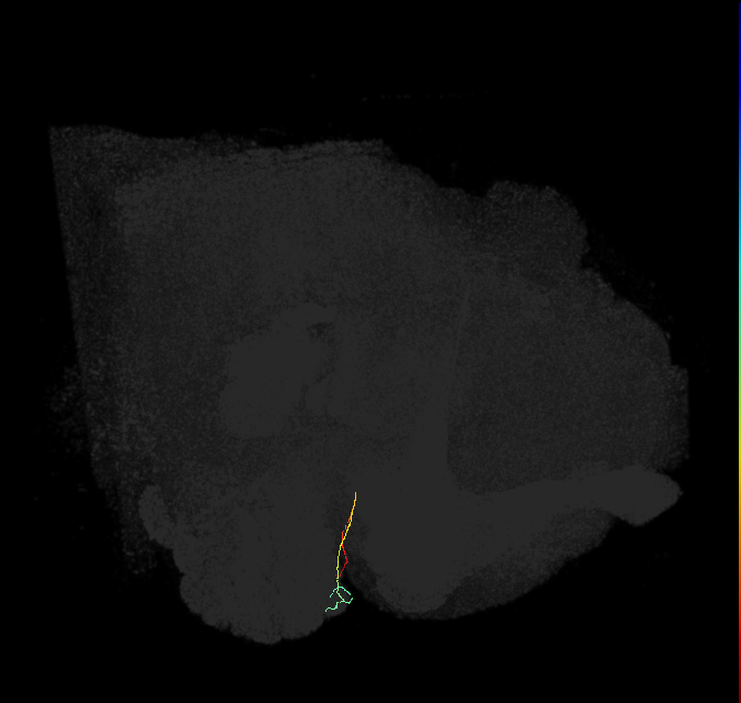 ORN_DL3_L (FlyEM-HB:1640926761)