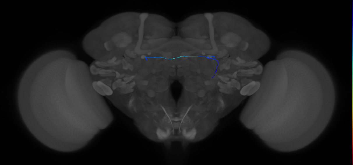 ORN_DL3_R (FlyEM-HB:1609874147)