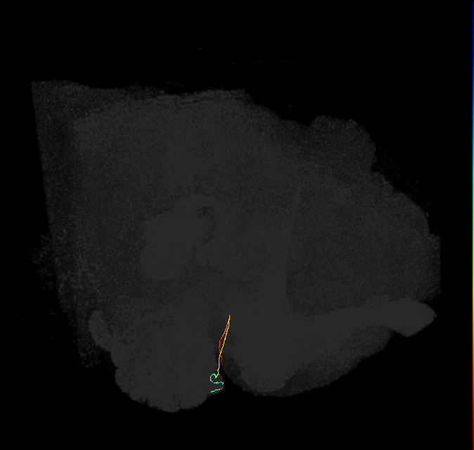 ORN_DL3_L (FlyEM-HB:1641258867)
