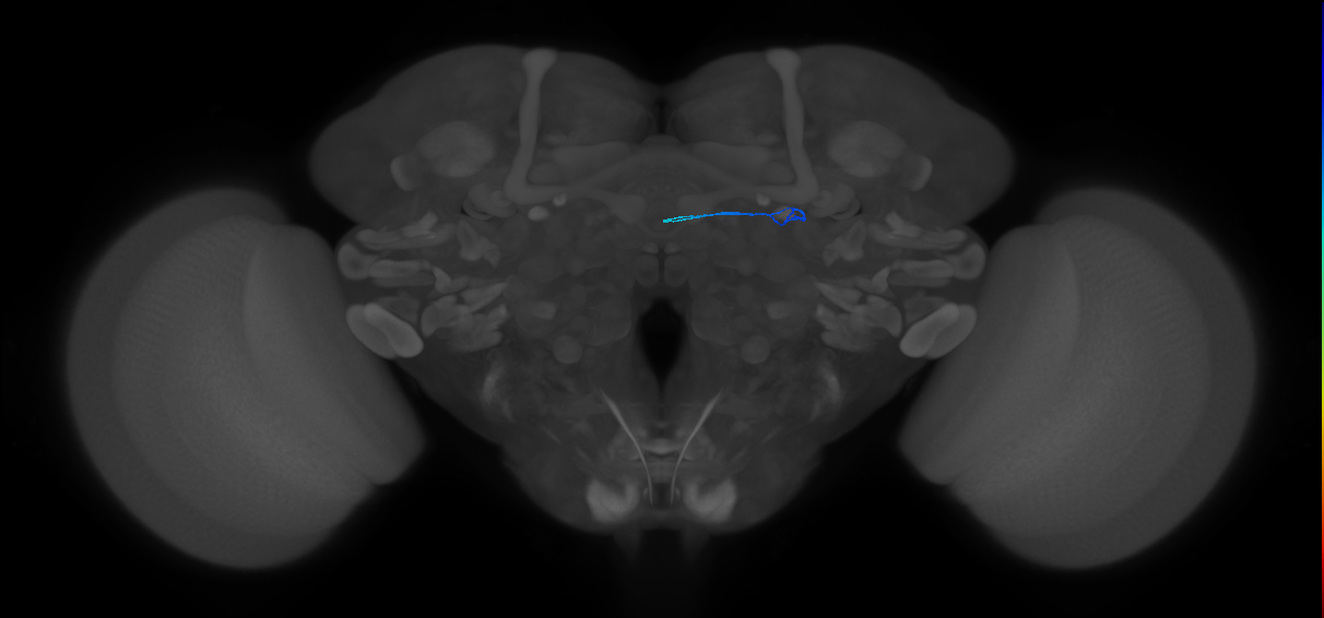 ORN_DL3_L (FlyEM-HB:1610224198)