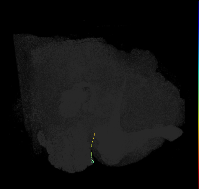 ORN_DL3_L (FlyEM-HB:1610219941)