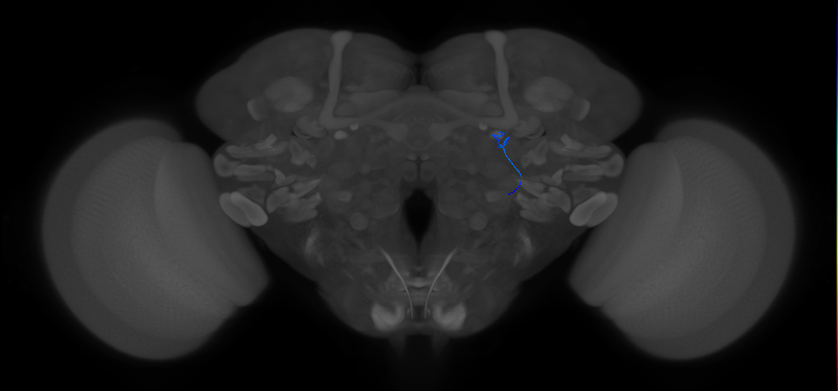 ORN_DL3_R (FlyEM-HB:1732990947)