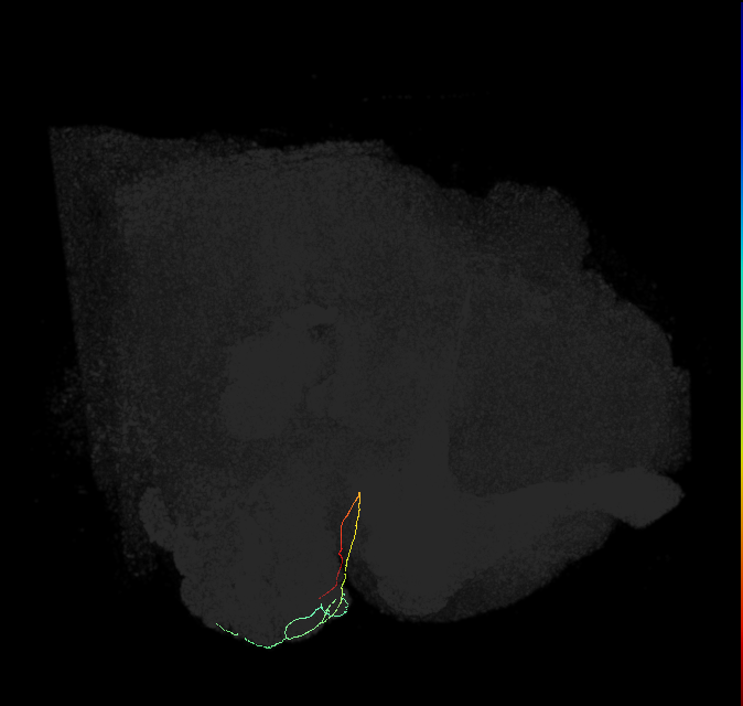 ORN_DL3_R (FlyEM-HB:1734717557)