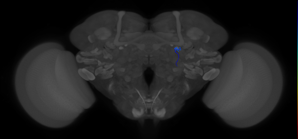 ORN_DL3_R (FlyEM-HB:1828500243)