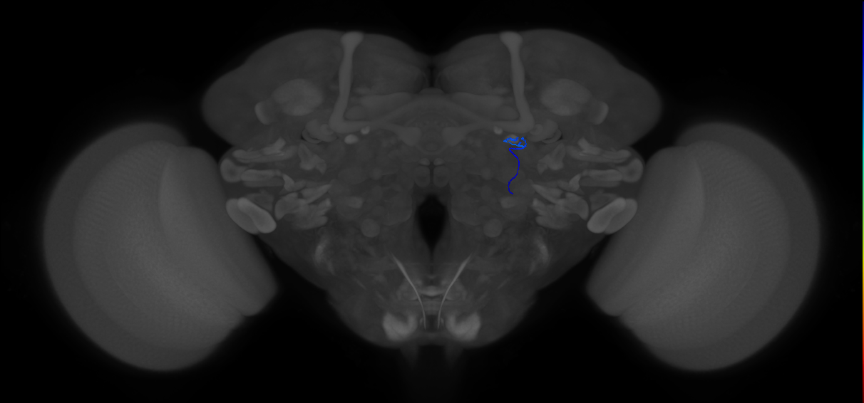 ORN_DL3_R (FlyEM-HB:5813082964)