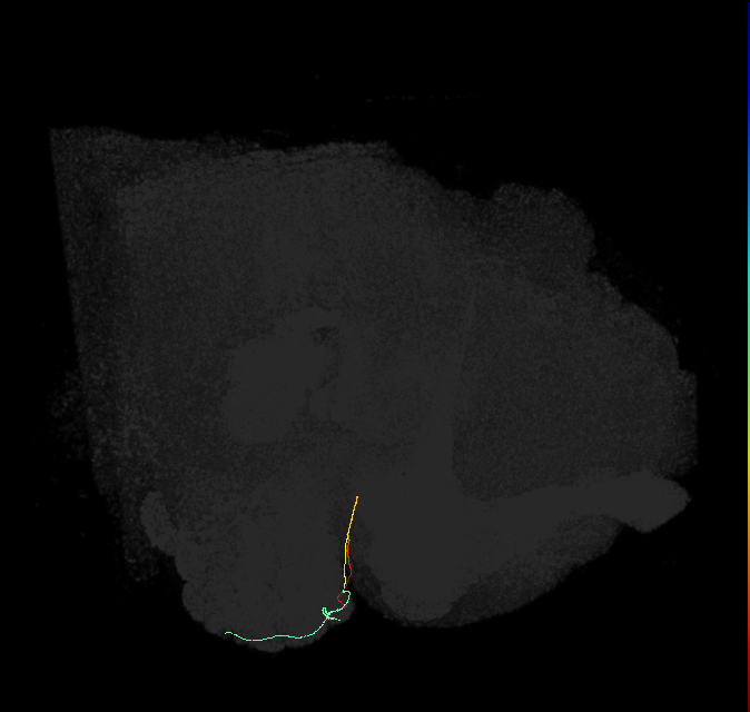 ORN_DL3_R (FlyEM-HB:1734350602)
