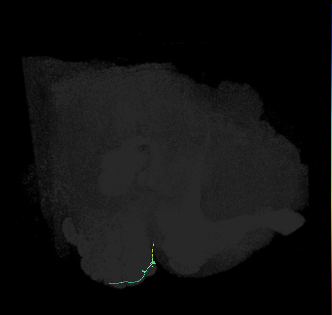 ORN_DL3_L (FlyEM-HB:1640922390)