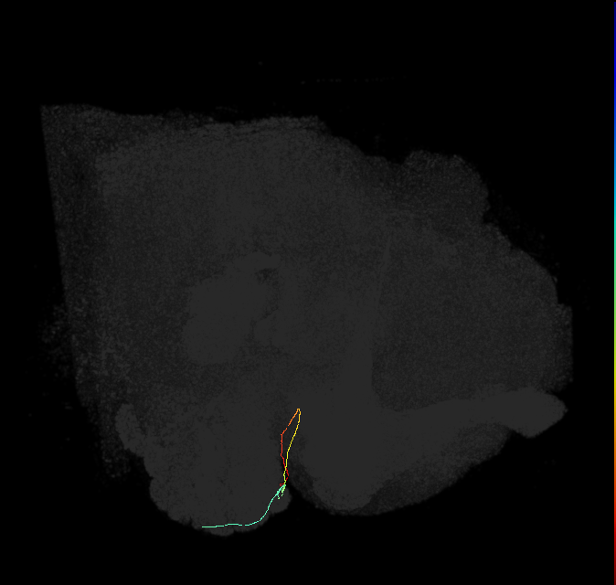 ORN_DL3_R (FlyEM-HB:1671598776)
