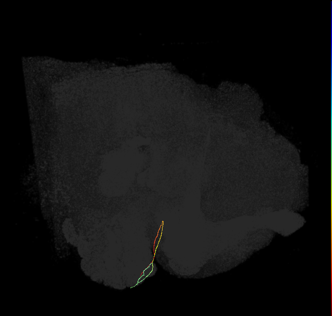 ORN_DL3_R (FlyEM-HB:1671608037)