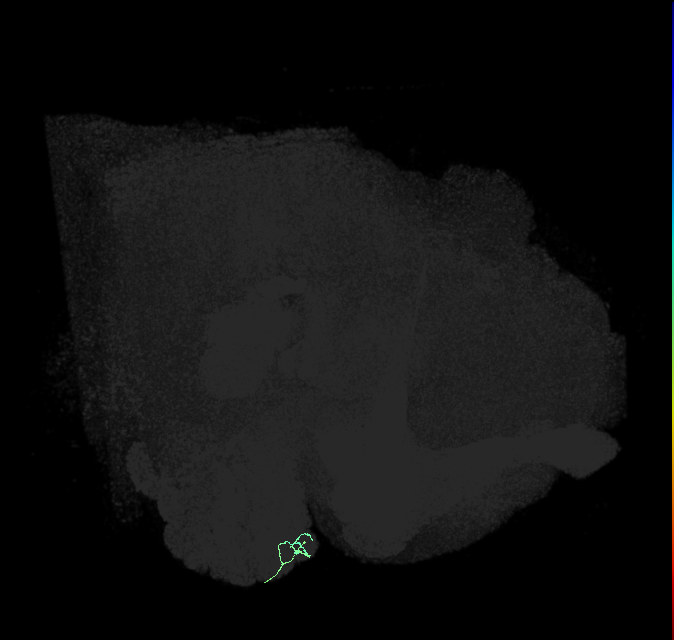 ORN_DL3_R (FlyEM-HB:1671961938)