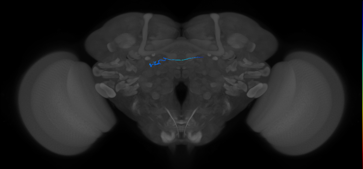 ORN_DL3 (FlyEM-HB:1637983203)