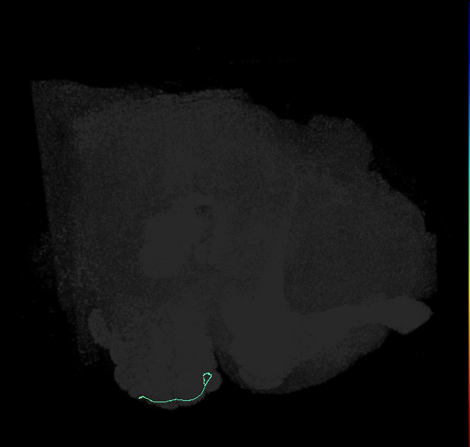ORN_DL3_R (FlyEM-HB:5901204637)