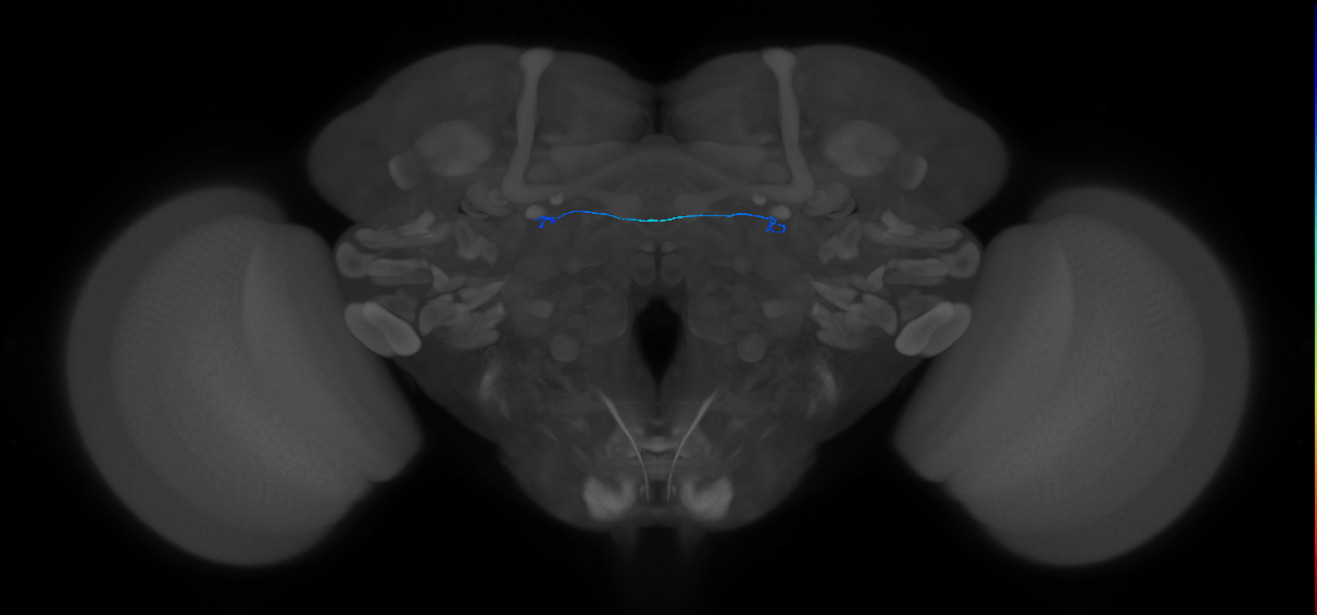 ORN_DL4_L (FlyEM-HB:1605864014)