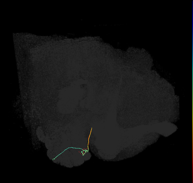 ORN_DL4_R (FlyEM-HB:1702301695)