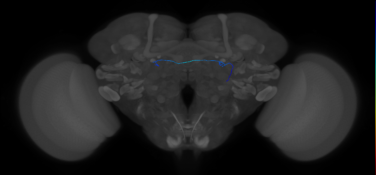 ORN_DL4_R (FlyEM-HB:1671270988)