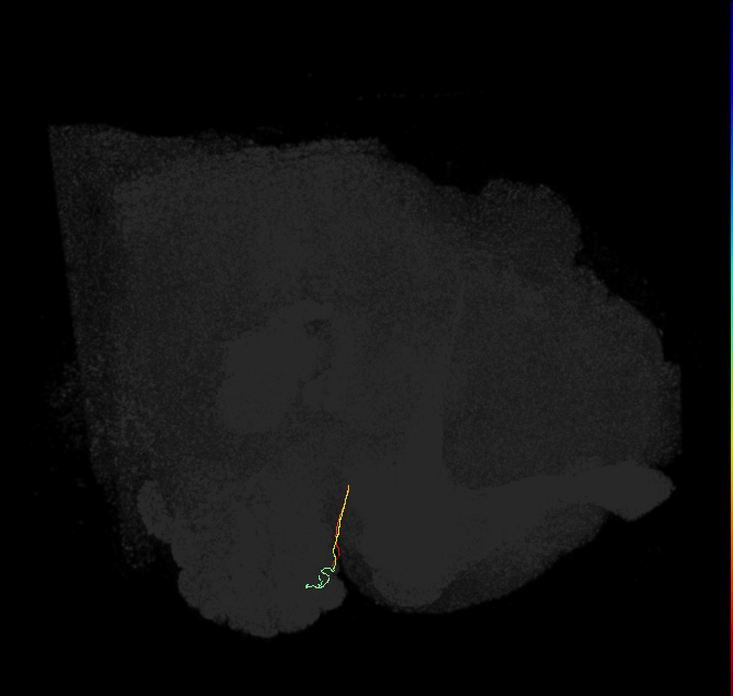 ORN_DL4_L (FlyEM-HB:5901204861)
