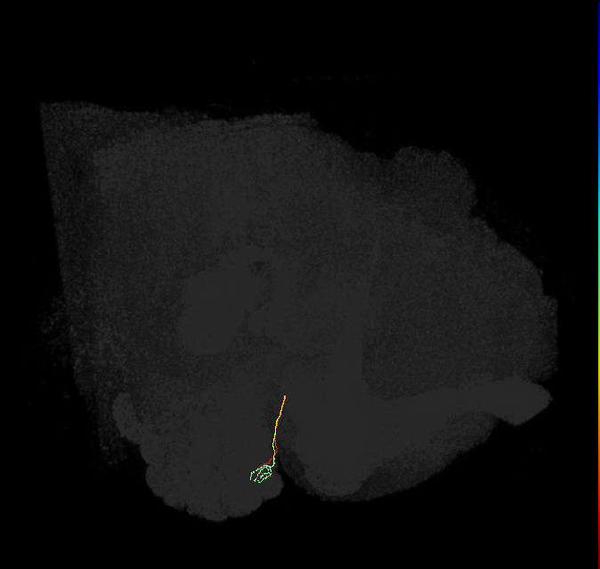 ORN_DL4_L (FlyEM-HB:1605190560)