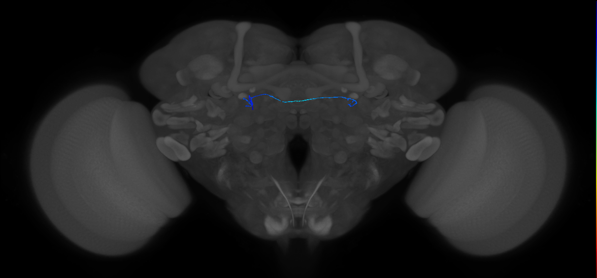 ORN_DL4_L (FlyEM-HB:1670286643)