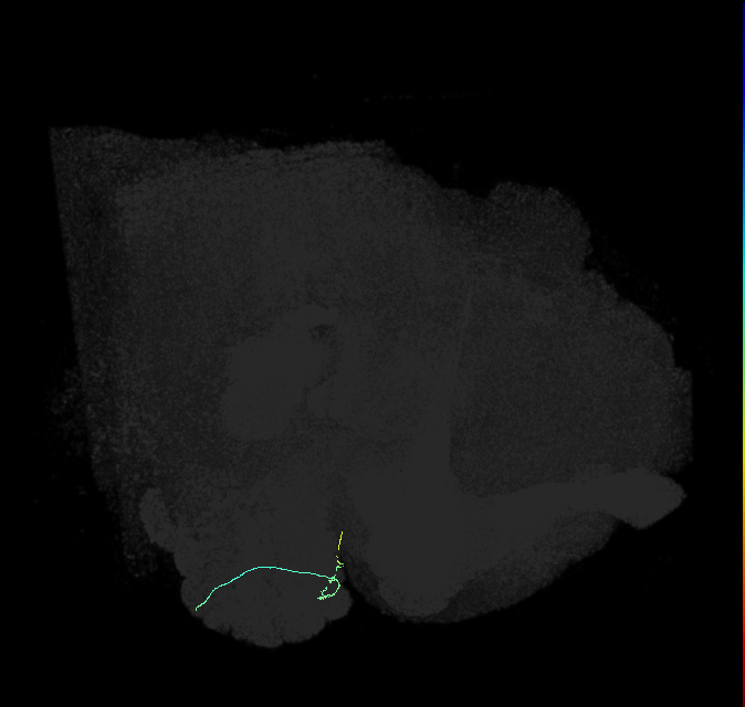 ORN_DL4_R (FlyEM-HB:1671275020)