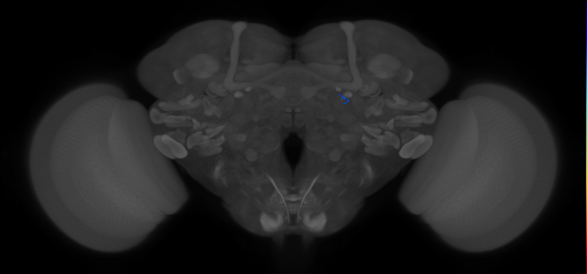 ORN_DL4 (FlyEM-HB:1671279391)