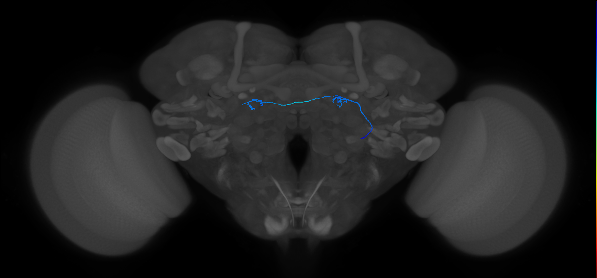 ORN_DL5_R (FlyEM-HB:1669621744)