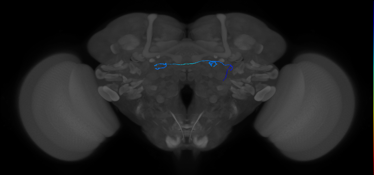 ORN_DL5_R (FlyEM-HB:1636557601)