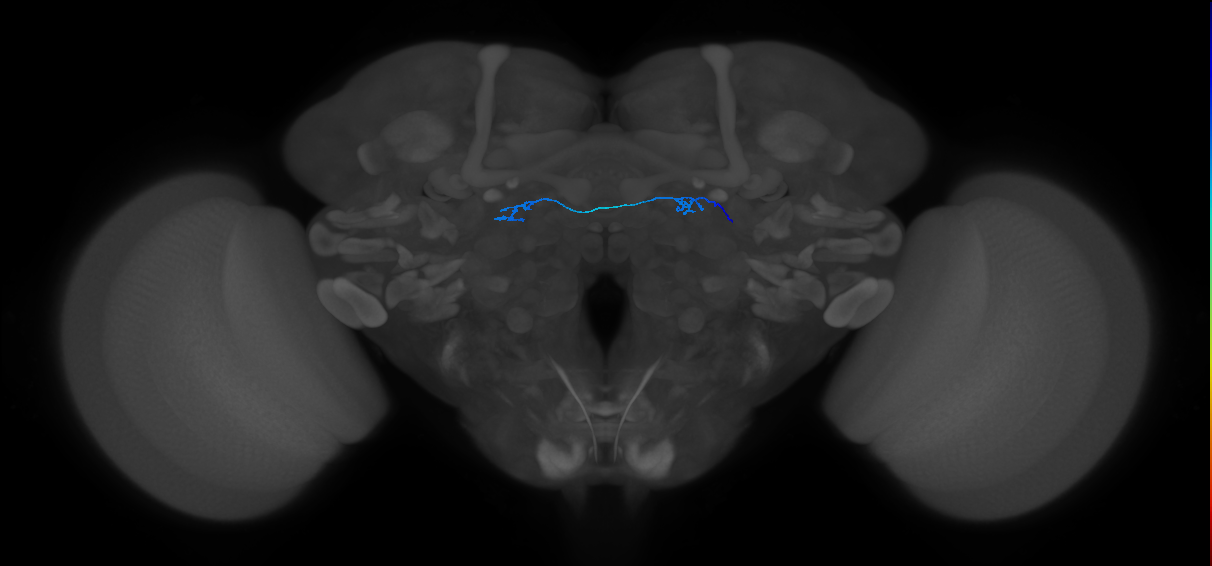 ORN_DL5_R (FlyEM-HB:1669928799)