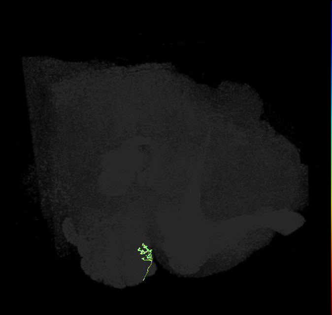 ORN_DL5 (FlyEM-HB:1670264761)