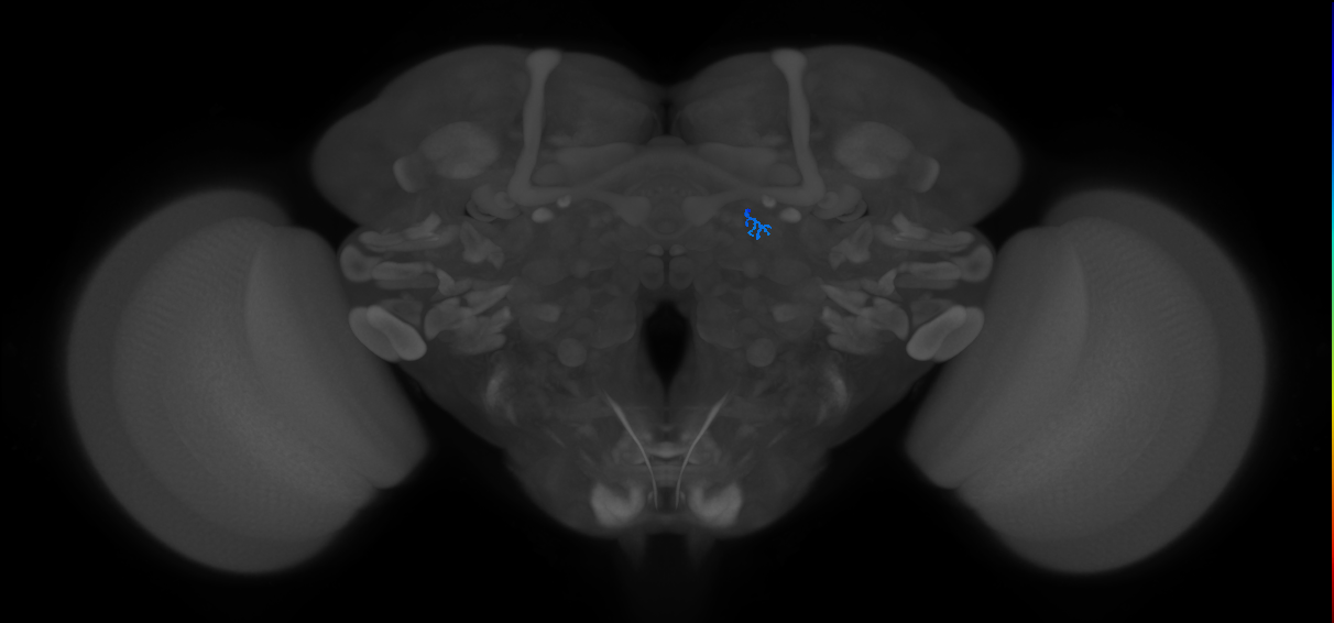 ORN_DL5 (FlyEM-HB:1670610554)