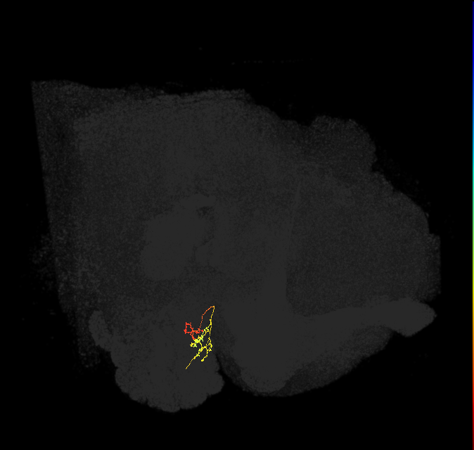 ORN_DM1_R (FlyEM-HB:5813054710)