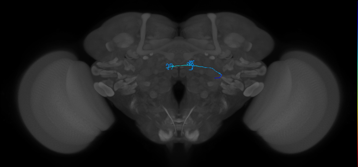 ORN_DM1_R (FlyEM-HB:1668940289)