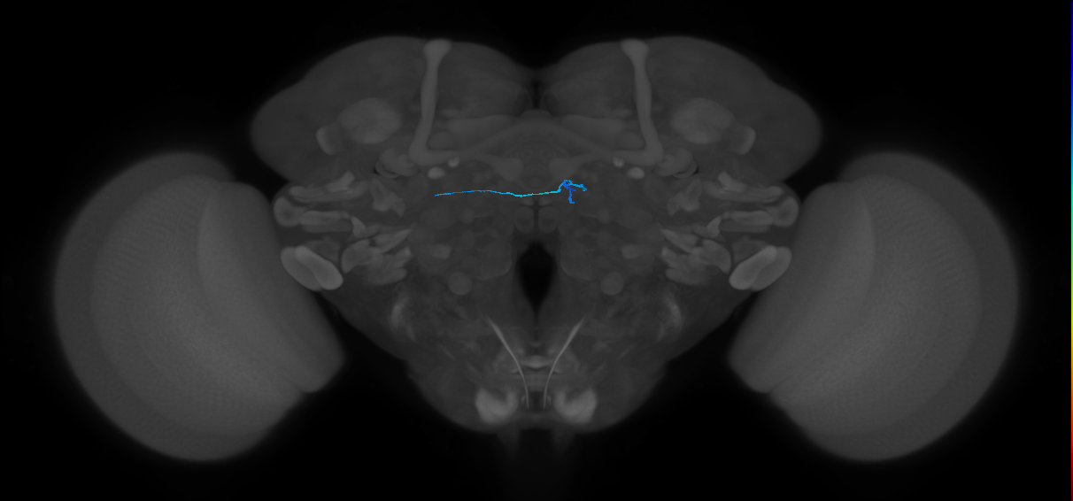 ORN_DM1_L (FlyEM-HB:1666583002)