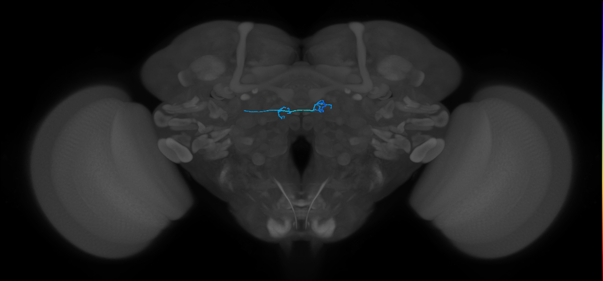 ORN_DM1_L (FlyEM-HB:1668944307)