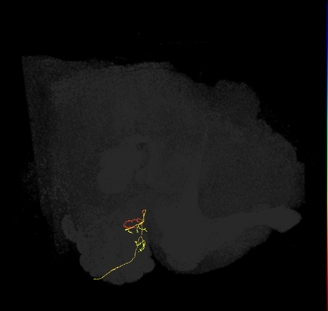 ORN_DM1_R (FlyEM-HB:1697609151)