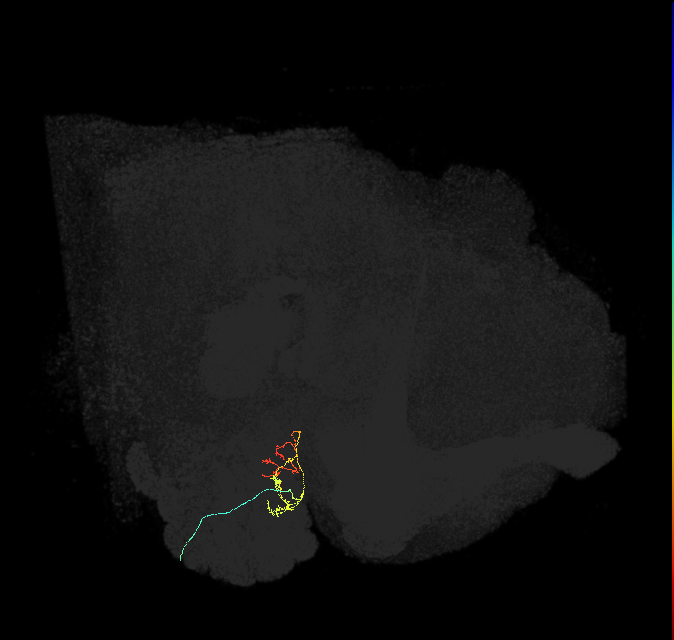 ORN_DM1_R (FlyEM-HB:1668603435)