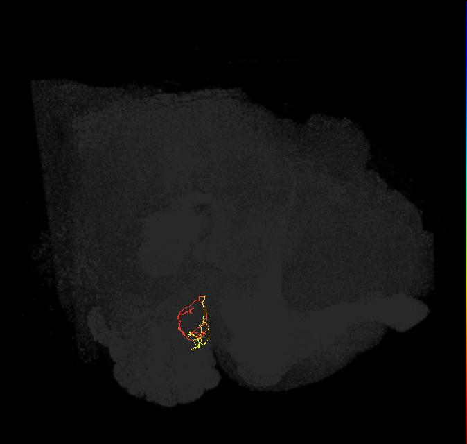 ORN_DM1_L (FlyEM-HB:1698002425)