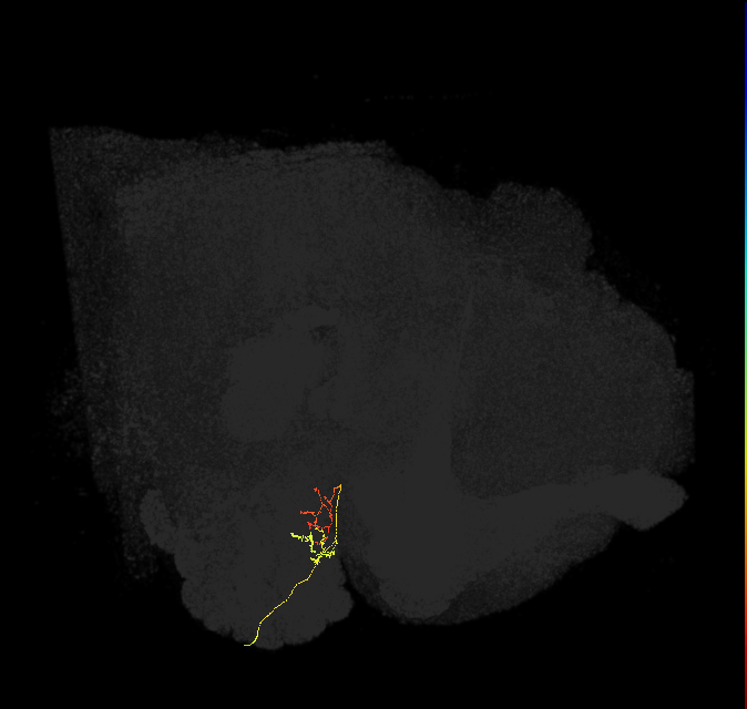 ORN_DM1_R (FlyEM-HB:1666591156)