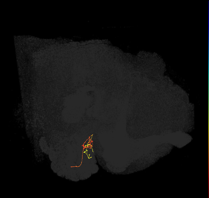 ORN_DM1_L (FlyEM-HB:1697617556)