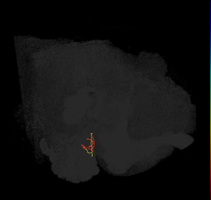 ORN_DM1_L (FlyEM-HB:1697993770)